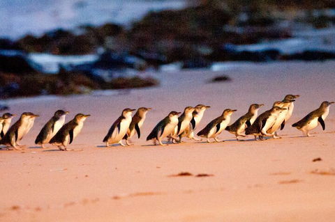 Half-Day Or Full-Day Tour With Private Guide From Melbourne - Accommodation Directory 5