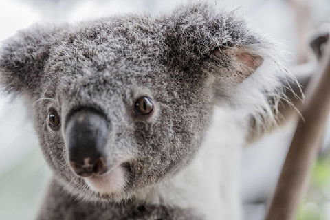 Ultimate Sydney Pass - Accommodation Directory 2