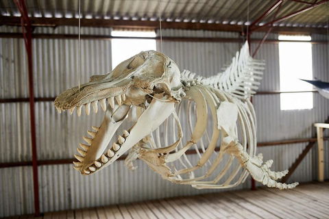 Albany's Whale Story - Accommodation Directory 3