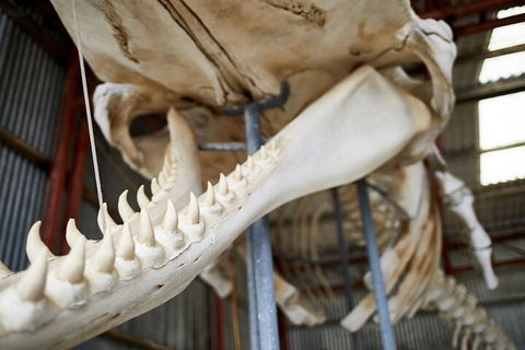 Albany's Whale Story - Accommodation Directory 5