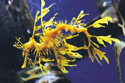 SEA LIFE Melbourne Aquarium Admission Ticket - Accommodation Directory 0