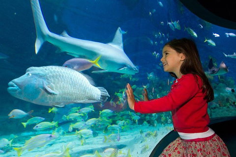 SEA LIFE Melbourne Aquarium Admission Ticket - Accommodation Directory 1