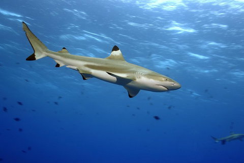 SEA LIFE Melbourne Aquarium Admission Ticket - Accommodation Directory 3