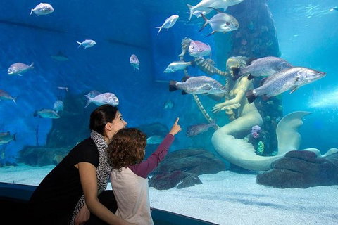 SEA LIFE Melbourne Aquarium Admission Ticket - Accommodation Directory 4