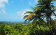 Cape Tribulation, Daintree Rainforest And Wildlife Tour - thumb 3