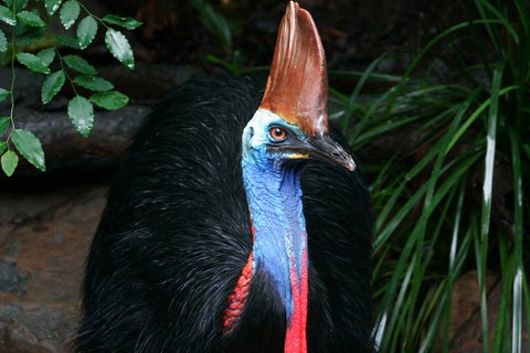 Cape Tribulation, Daintree Rainforest And Wildlife Tour - Accommodation Directory 5
