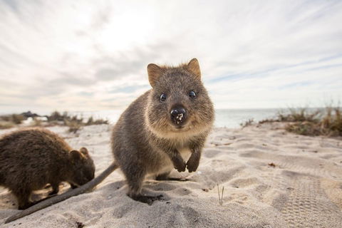 Rottnest Bayseeker Bus Tour From Hillarys Boat Harbour - Accommodation Directory 1