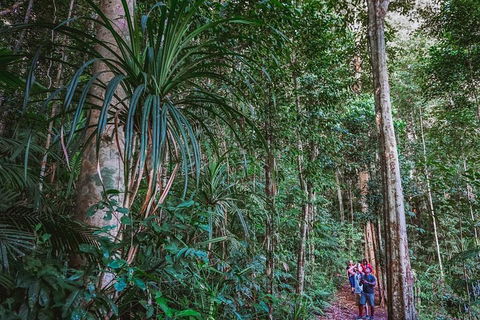 Atherton Tablelands Rain Forest By Night From Cairns - Accommodation Directory 0
