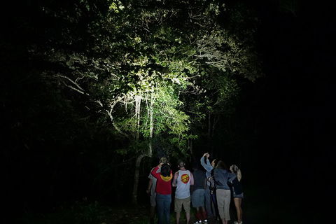 Atherton Tablelands Rain Forest By Night From Cairns - Accommodation Directory 2