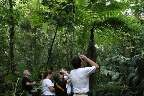 Atherton Tablelands Rain Forest By Night From Cairns - Accommodation Directory 3