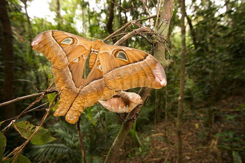 Atherton Tablelands Rain Forest By Night From Cairns - Accommodation Directory 5