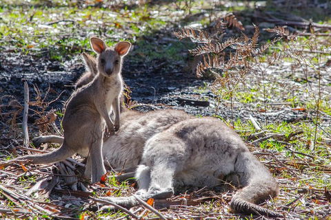 Adelaide To Melbourne 3-Day Trip Through Grampians And Great Ocean Road - Accommodation Directory 5
