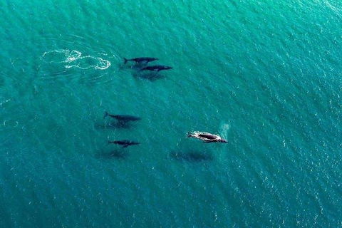 40-45 Minute Port Stephens And Stockton Beach Helicopter Flight - For 2 - Accommodation Directory 0