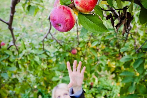 Perth Hills - Wildlife, Art & Gastronomy - Accommodation Directory 1