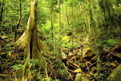 Barron Gorge And Kuranda National Park Half Day Rainforest And Waterfall 4WD Tour From Cairns - Accommodation Directory 4