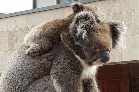 Adelaide Shore Excursion: Adelaide City Tour By Private Limo - Accommodation Directory 4