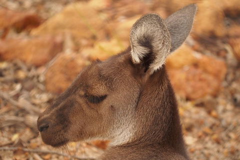 Australian Animals, Seascape And Sunset Photography Tour - Accommodation Directory 0