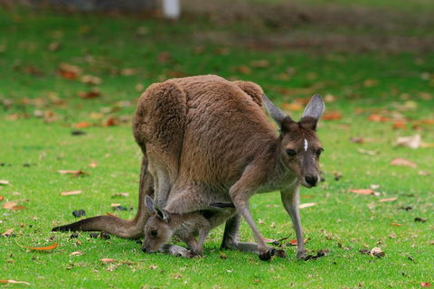 Australian Animals, Seascape And Sunset Photography Tour - Accommodation Directory 2