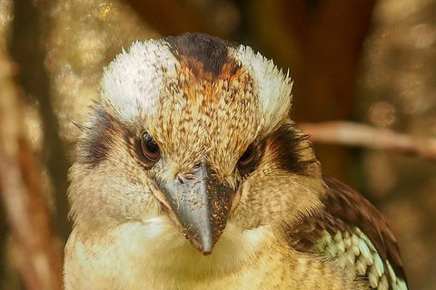 Australian Animals, Seascape And Sunset Photography Tour - Accommodation Directory 3