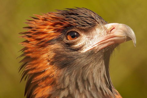 Australian Animals, Seascape And Sunset Photography Tour - Accommodation Directory 4