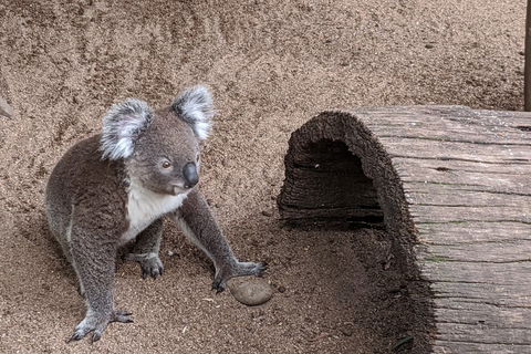 Australian Wildlife & Waterfalls Private Tour With 'Personalised Sydney Tours' - Accommodation Directory 0
