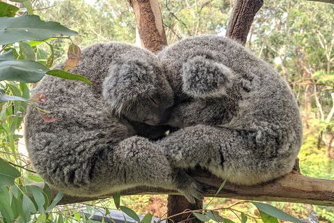 Australian Wildlife & Waterfalls Private Tour With 'Personalised Sydney Tours' - Accommodation Directory 2
