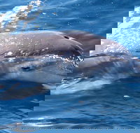 Jervis Bay Dolphin Watch Cruise - Accommodation Directory