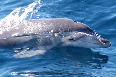 Jervis Bay Dolphin Watch Cruise - Accommodation Directory 0