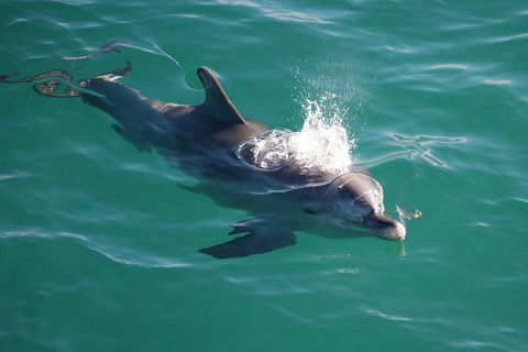 Jervis Bay Dolphin Watch Cruise - Accommodation Directory 1