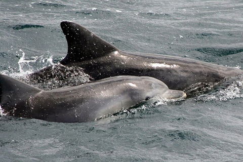 Jervis Bay Dolphin Watch Cruise - Accommodation Directory 2