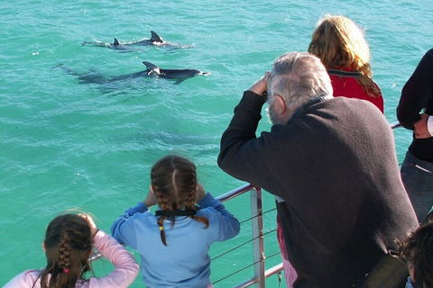 Jervis Bay Dolphin Watch Cruise - Accommodation Directory 4