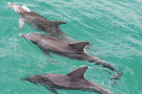 Jervis Bay Dolphin Watch Cruise - Accommodation Directory 5