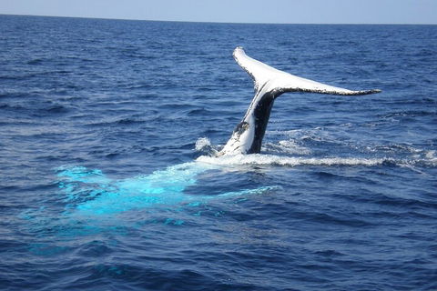 Whale Watching Jervis Bay - Accommodation Directory 0
