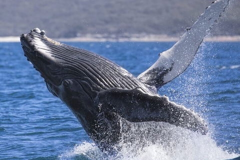 Whale Watching Jervis Bay - Accommodation Directory 2
