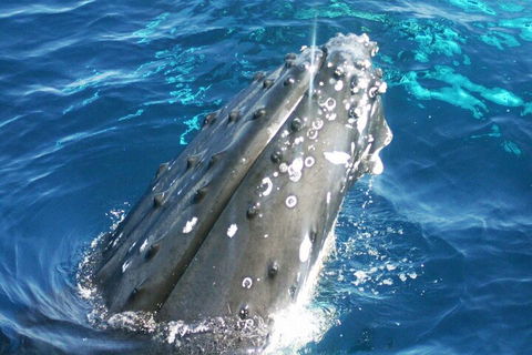 Whale Watching Jervis Bay - Accommodation Directory 3
