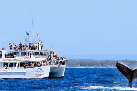 Whale Watching Jervis Bay - Accommodation Directory 4