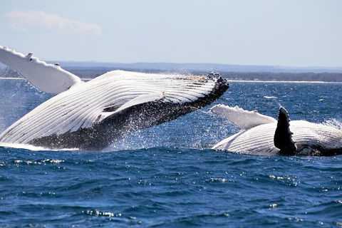 Whale Watching Jervis Bay - Accommodation Directory 5