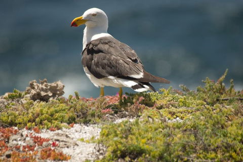 From The Mountains To The Bay - 4 Day Rediscovery Small Group Tour - Accommodation Directory 1