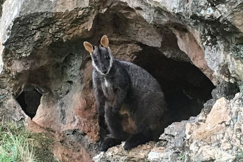 Inside The Greater Blue Mountains World Heritage - A Wildlife Safari Overnight - Accommodation Directory 1