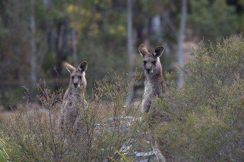 Inside The Greater Blue Mountains World Heritage - A Wildlife Safari Overnight - Accommodation Directory 2