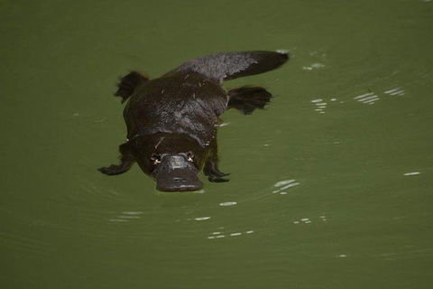 Inside The Greater Blue Mountains World Heritage - A Wildlife Safari Overnight - Accommodation Directory 5