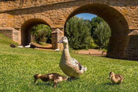 Richmond Historic Afternoon Tour From Hobart - Accommodation Directory 1