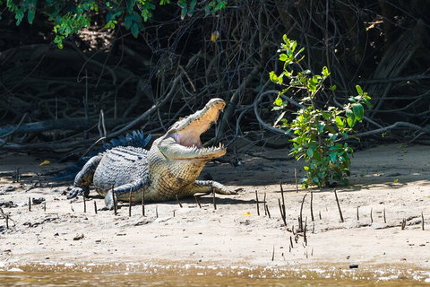 Full Day Cooktown Private Tour - Accommodation Directory 4