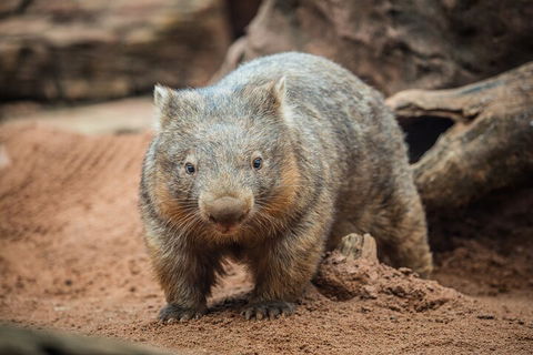 WILD LIFE Sydney Entrance Ticket - Accommodation Directory 0