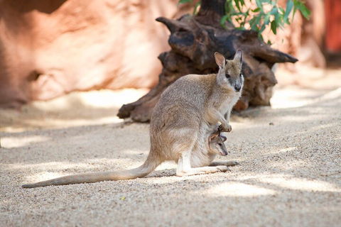 WILD LIFE Sydney Entrance Ticket - Accommodation Directory 2