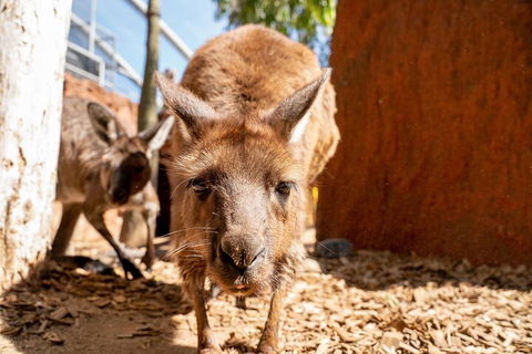 WILD LIFE Sydney Entrance Ticket - Accommodation Directory 3
