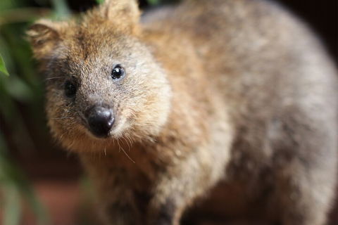 WILD LIFE Sydney Entrance Ticket - Accommodation Directory 4