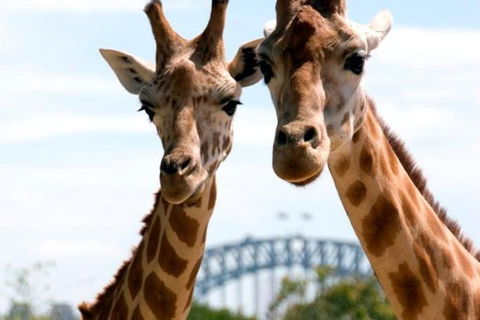 Sydney Harbour Ferry With Taronga Zoo Entry Ticket - Accommodation Directory 1