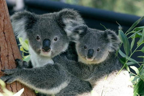 Sydney Harbour Ferry With Taronga Zoo Entry Ticket - Accommodation Directory 3