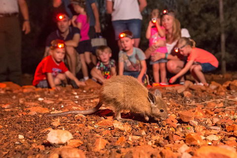 Alice Springs Desert Park Nocturnal Tour - Accommodation Directory 1